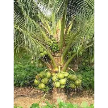 Natural Coconut Plants