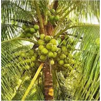 Natural Coconut Plants