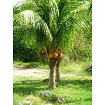 Fresh Coconut Plants