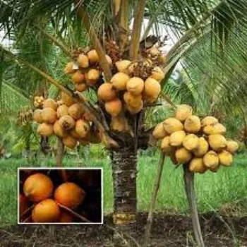 Organic Coconut Plants