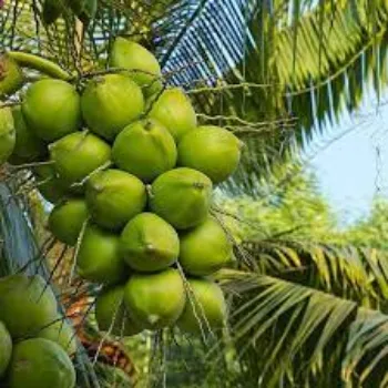 Natural Coconut Plants