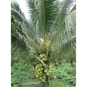 Common Coconut Plants