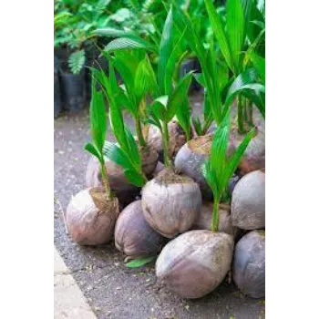 Natural Coconut Plants