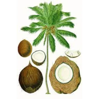 Natural Coconut Plants