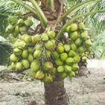 Organic Coconut  Plants