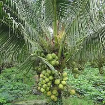 Organic Coconut Plants
