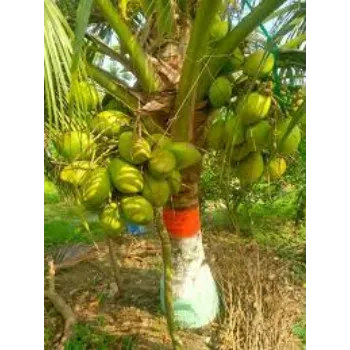 Natural Coconut Plants