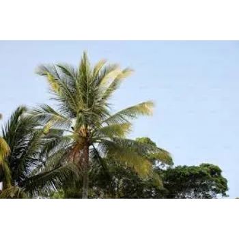 Organic Coconut Plant Manufacturer