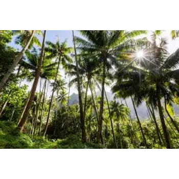 Green Organic Guava Plant Exporter