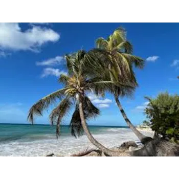 Common Coconut Plant Exporter