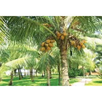 Organic Coconut Plant Exporter