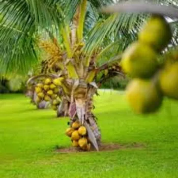 Organic Coconut Plant