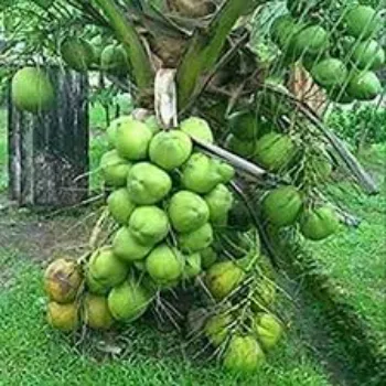 Organic Coconut  Plants