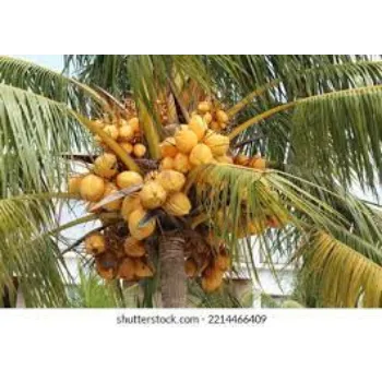 Organic Coconut Plant Manufacturer