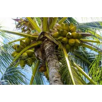 Organic Coconut Plant Manufacturer