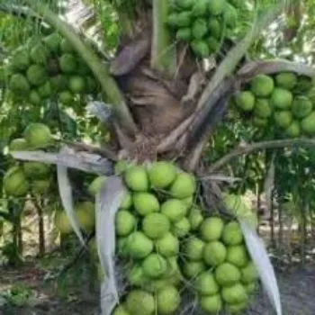 Natural Coconut Plant Manufacturer