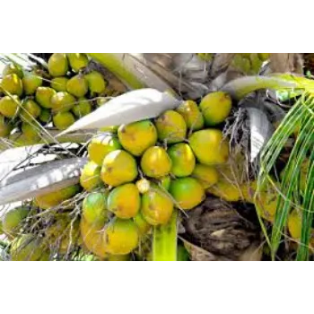 Healthy Coconut Plant
