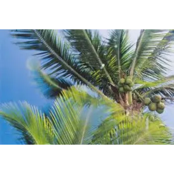 Natural Coconut Plant