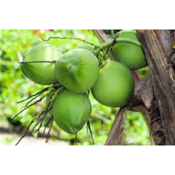 Natural Coconut Plant