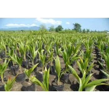 Organic Coconut Plant