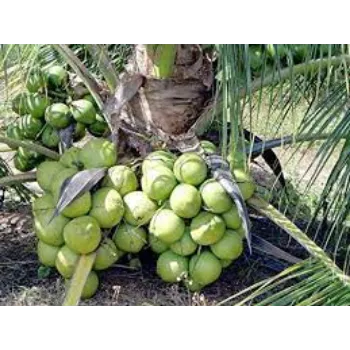 Natural Coconut Plants