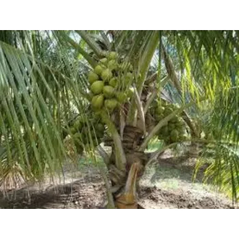 Coconut Plants Exporter