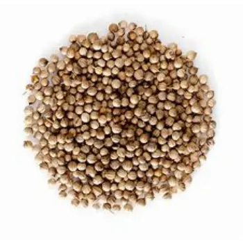 Coriander Seed