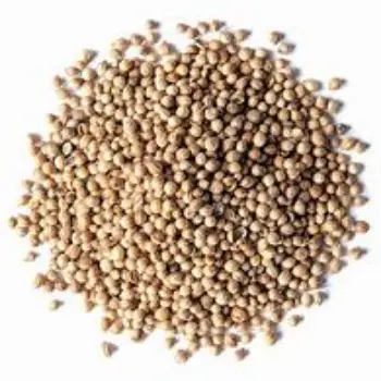 common Coriander Seed