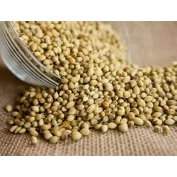 Organic Coriander Seed