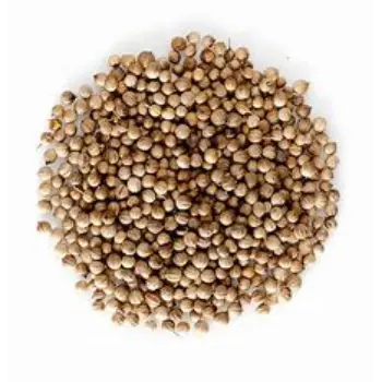 Coriander Seed