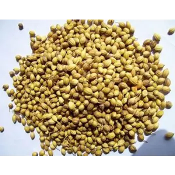 Coriander Seed