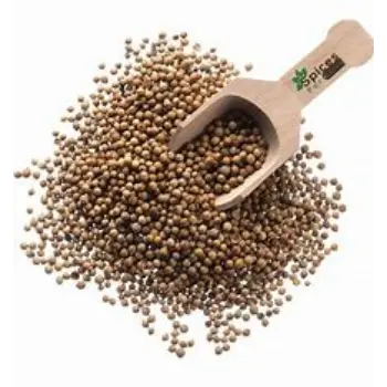 Fresh Coriander Seed