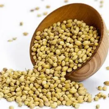 Fresh Coriander Seed