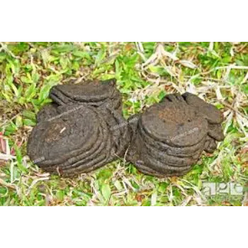 Organic Cow Dung