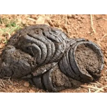Natural Cow Dung