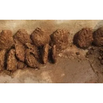 Cow Dung