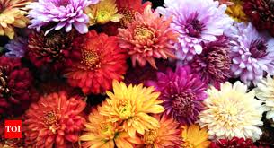 Chrysanthemum Plant