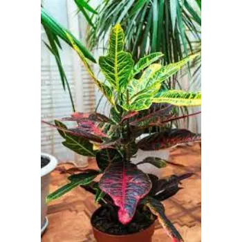 Natural Croton Plant