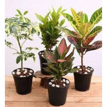 RAJESWARI NURSERY Croton Plant
