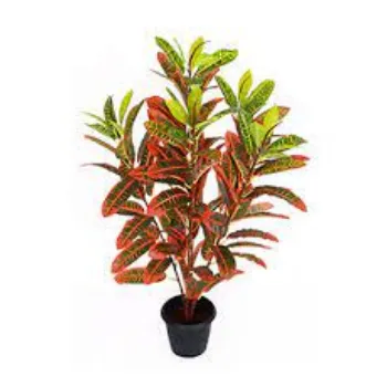 Natural  Croton Plant