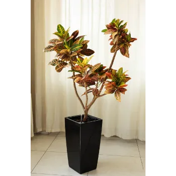 Croton Plant