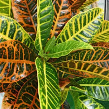 Natural  Croton Plant