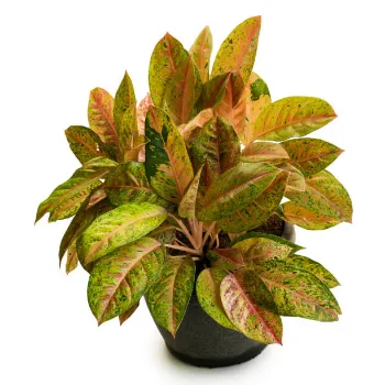 Croton Plant