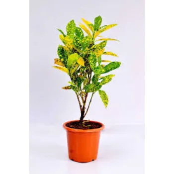 Natural  Croton Plant
