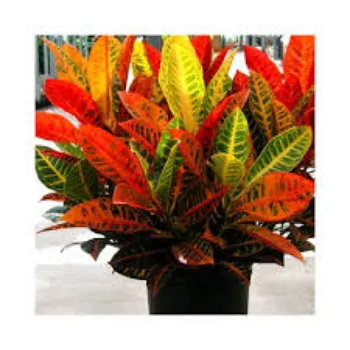 Green  Croton Plant