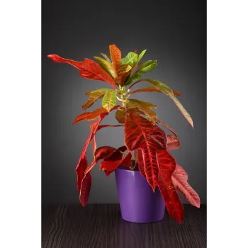  Croton Plant