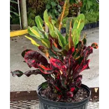 Natural Croton Plant