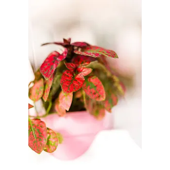  Croton Plant