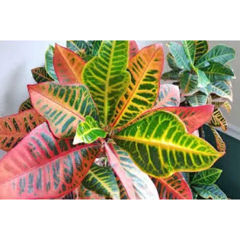 Natural  Croton Plant