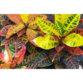 Natural Croton Plant